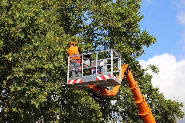 Professional  Tree Services in Broxton, GA